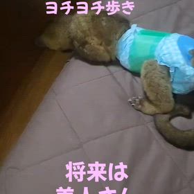 キンカジューの画像