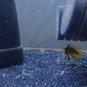 アルトタピチェ2腹目浮上の画像