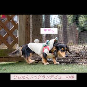 ひおちゃんドッグランデビューの画像