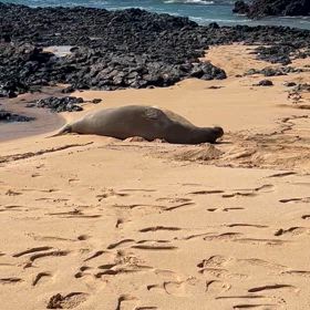 さよなら、マウイの画像