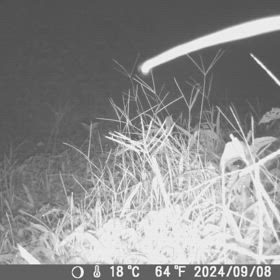 すぎぴたんの事件簿シーズン3　571話（寛ぐアナグマ）の画像