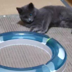 譲渡会参加猫　お芋ちゃんの画像