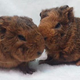 テディモルモット爆誕の画像