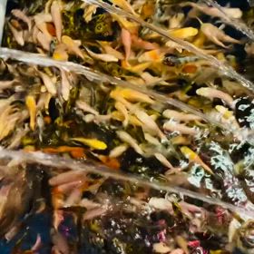 ★鯉仔！活餌！★の画像