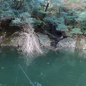 カバーホバスト？カバスト？の画像