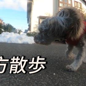 夕方散歩の画像