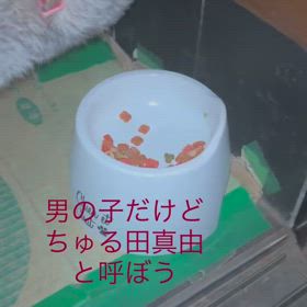 チュール大好きの画像