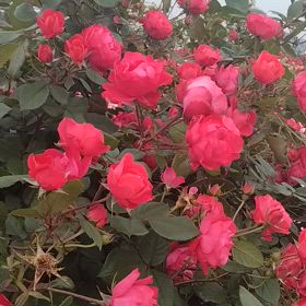 残念でしたの画像