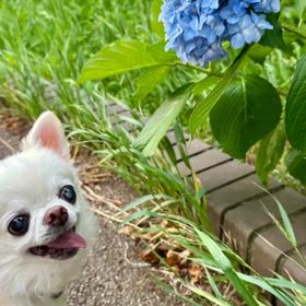 紫陽花月もありがとうの画像