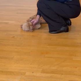 癒し犬♡の画像