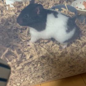 やっぱりの画像