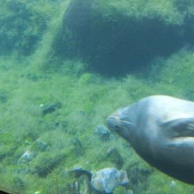 三連休、水族館の画像