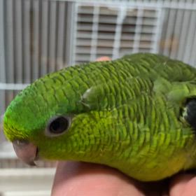 里親募集中のサザナミインコ　ノーマルグリーンの画像