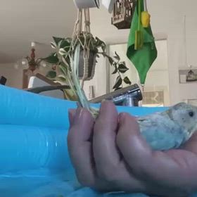 生まれつき ハンデ のある インコちゃんお迎え決意‼️の画像