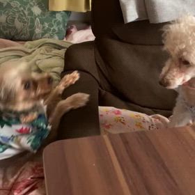 いいぞ、いいぞの画像