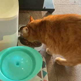 2024/04/13今週のハナの画像