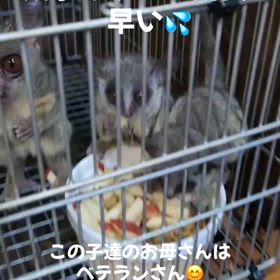 ショウガラゴの画像