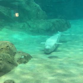 反対で泳ぐんだね！？（動画）〜名古屋港水族館〜の画像