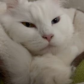 のんちゃんとの暮らしの画像