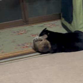 横綱と幕下の画像