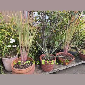 やっとできたの画像