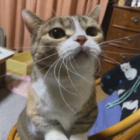 むぎ:家族8年186日めの画像