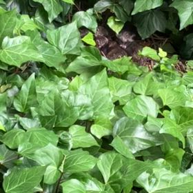 誰かな･･･の画像