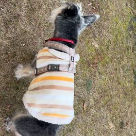 グル活と熱唱の日々の画像