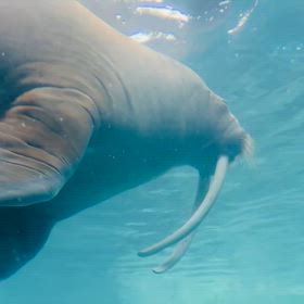 一枚　シリーズの画像