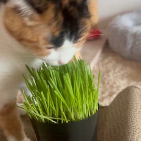 猫草食べますか？の画像