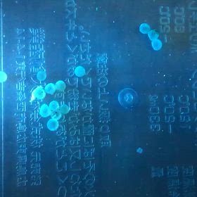 コリドラス 卵回収の画像