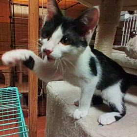 譲渡会参加猫　まやちゃんの画像