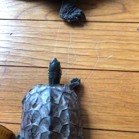 お姉ちゃんと散歩中^ ^の画像