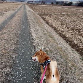 太郎丸と散歩の画像