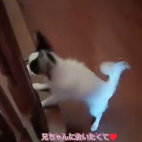 ジュリナちゃんからのお便りですの画像