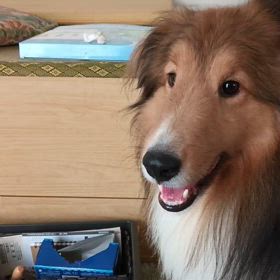 暴れん坊ですが、、の画像