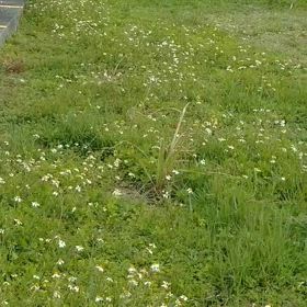 早くも「ちょうちょ」ですの画像