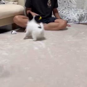 レオン君からのお便りですの画像