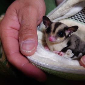 ご家族様募集中のフクロモモンガちゃん達！！！の画像