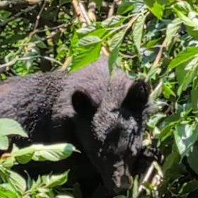 2025.07.05（土）熊が出たぞーの画像