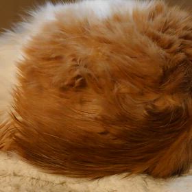 うみとやま2001日目（生後5年7ヶ月6日）の画像