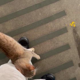 猫がすりすり(=^x^=)の画像