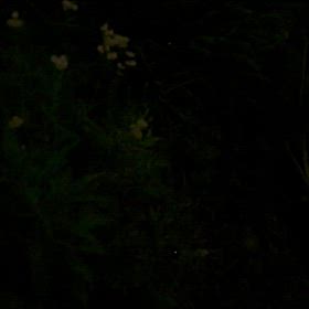 ホタル、見つかるかな？の画像
