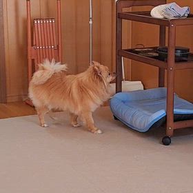 どーしても欲しい！の画像