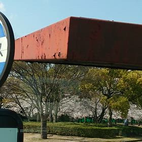 姫路城の桜 満開・2025年 4月 8日の画像