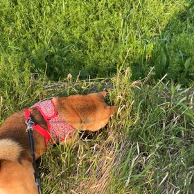 野生の血が騒ぐのかの画像