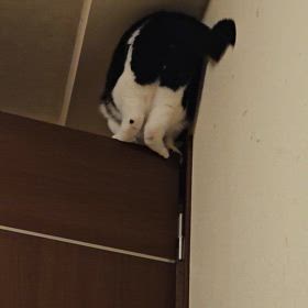 だいくんの悪戯の画像