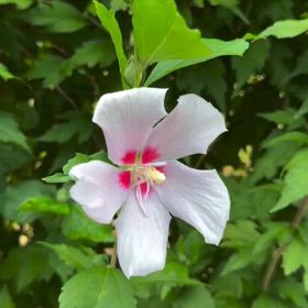 ゆらりゆらゆら…ゆらゆら…の画像