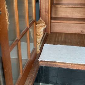 2024/08/03今週のハナの画像