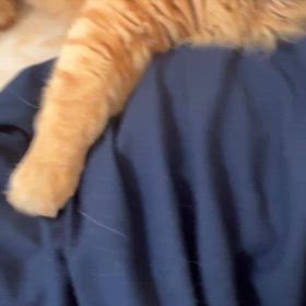 押さえ込みの画像